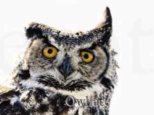 Owlface