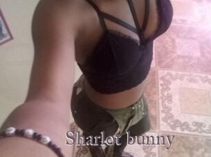 Sharlot_bunny